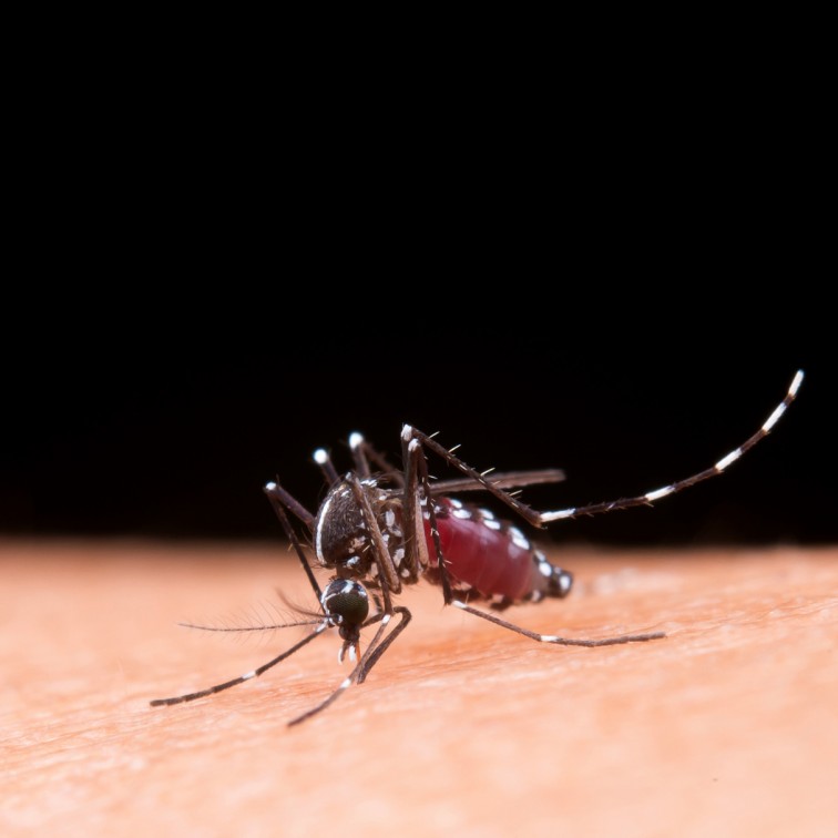 Sarandi registra estabilidade nos casos de dengue e mantém ações de prevenção